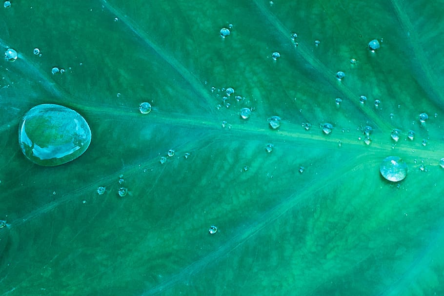 green, nature, raindrops, water, leaf, morning, shape of water HD wallpaper
