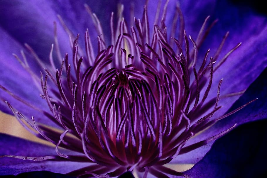 flower, fresh, freshness, nature, purple, flowering plant, close-up HD wallpaper