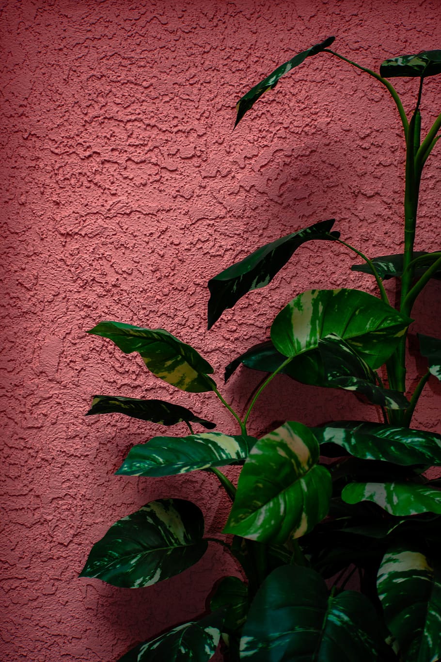 green leaf plant, plant part, wall - building feature, growth HD wallpaper