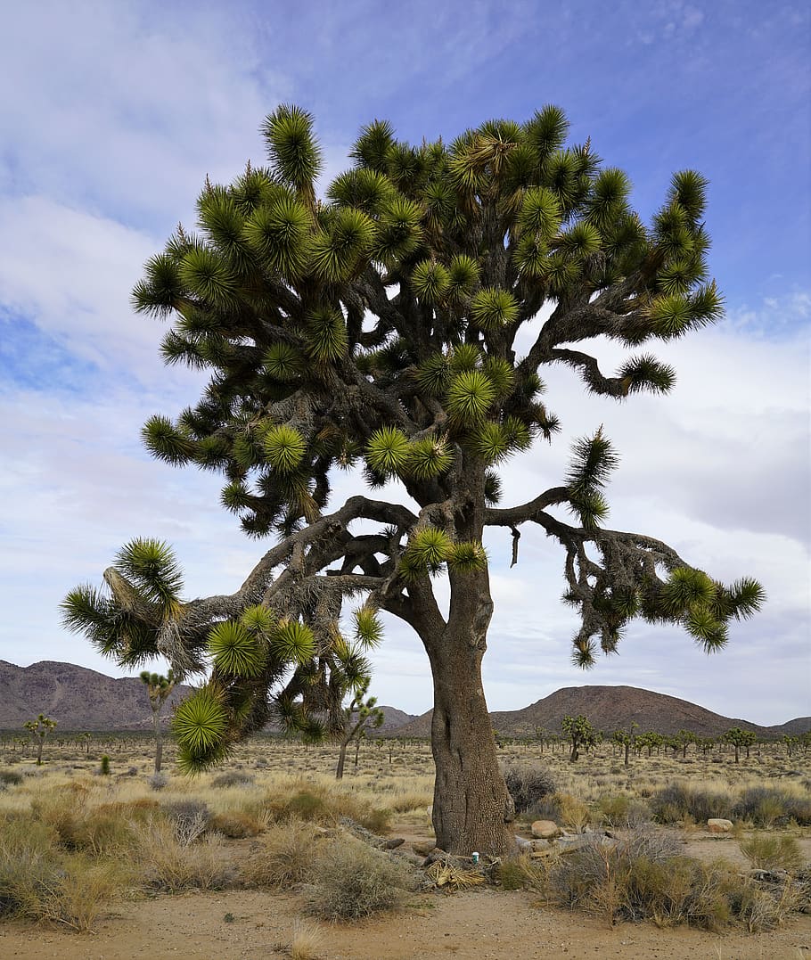 tree in desert, plant, outdoors, nature, tree trunk, grassland HD wallpaper