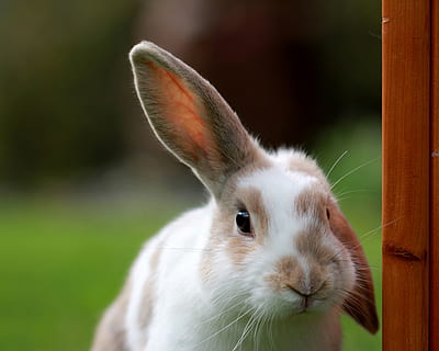 white and brown rabbit looking at camera, animal, mammal, bunny HD wallpaper