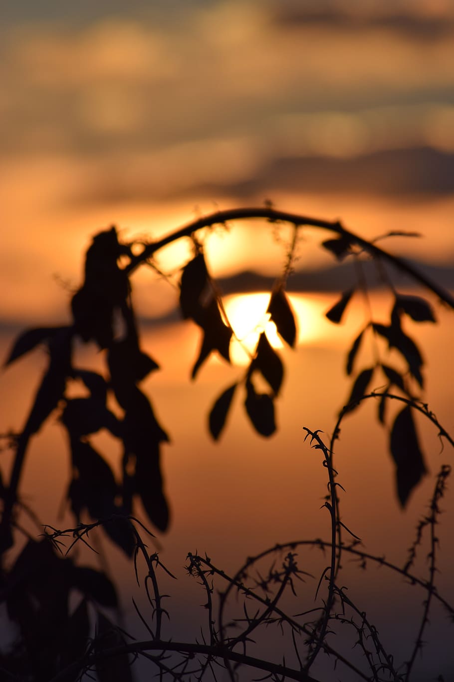 sun, autumn, leaves, sunset, mood, nature, october, orange HD wallpaper