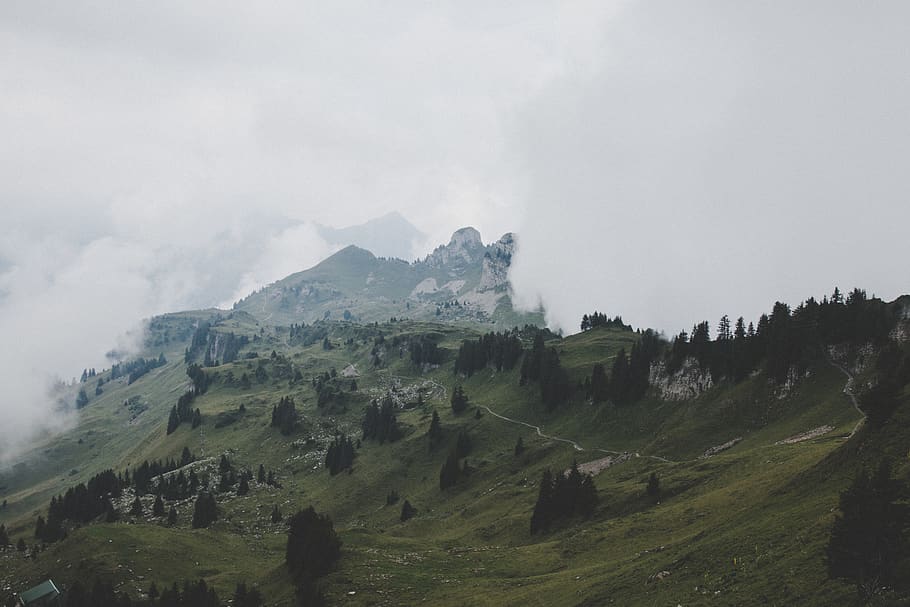 trees on green mountain, slope, outdoors, hill, countryside, mountain range HD wallpaper