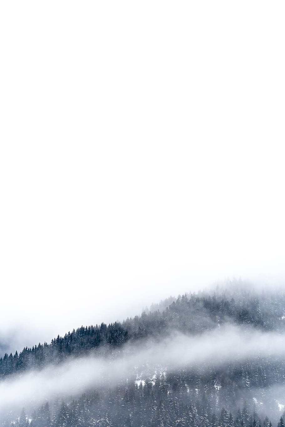fog mountain wallpaper, tree, plant, abies, fir, outdoors, nature HD wallpaper