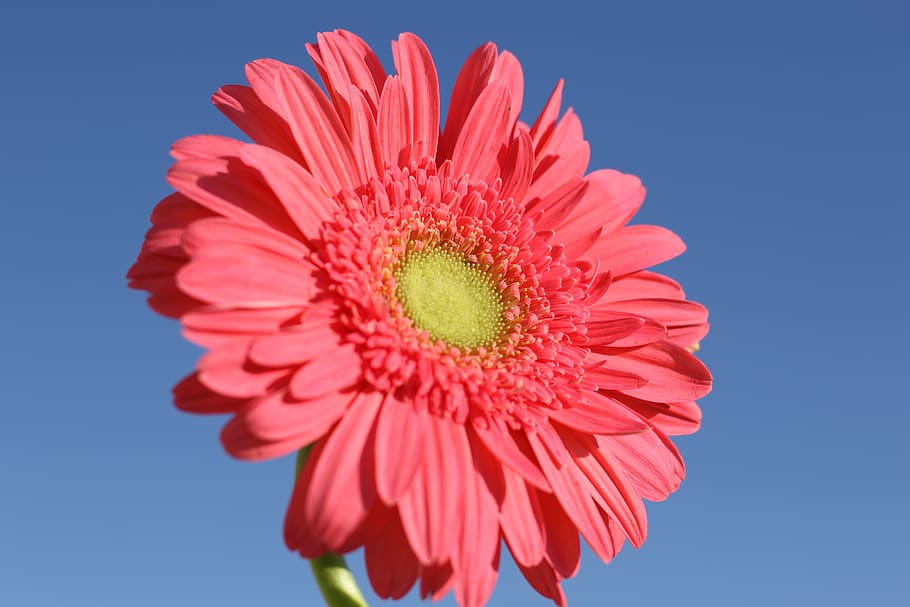 flower, gerbera, pink, sky, blue, bloom, flora, bright, flowering plant HD wallpaper