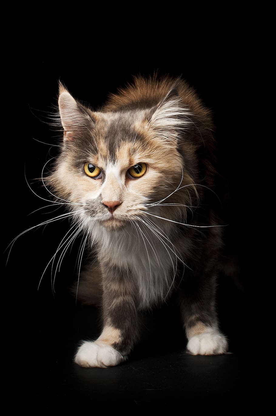 cute, cat, animals, animal themes, feline, mammal, pets, domestic cat HD wallpaper