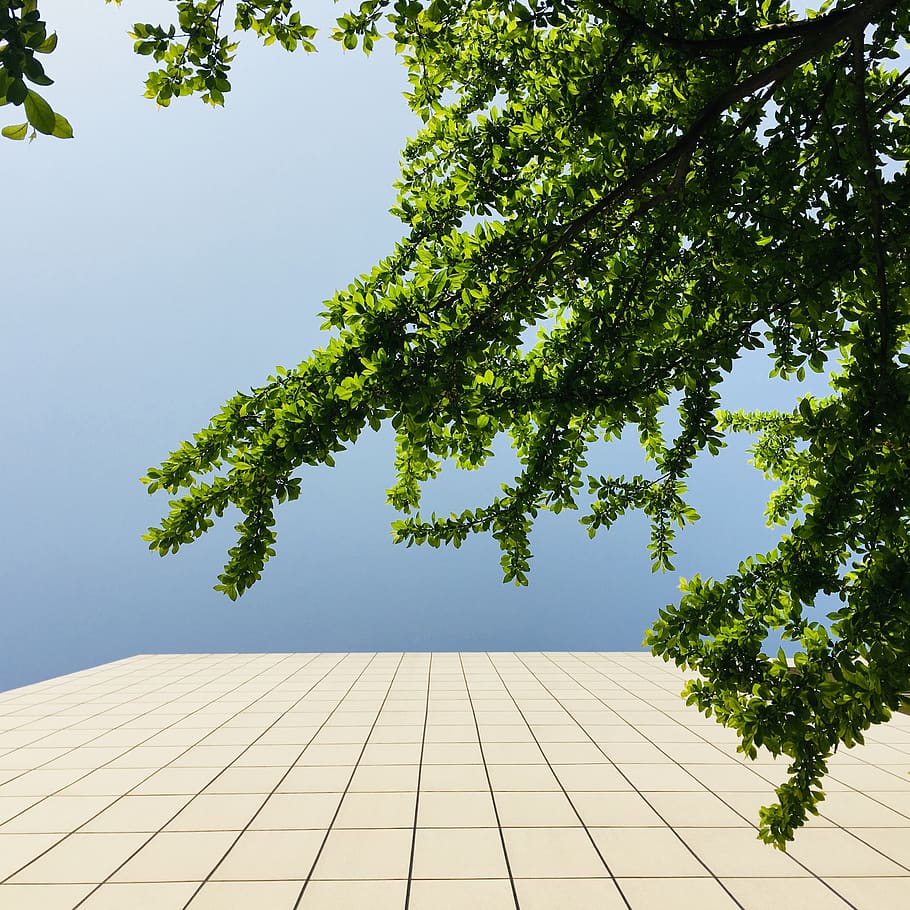 leaves, sky, spring, green, tree, plant, growth, nature, day HD wallpaper
