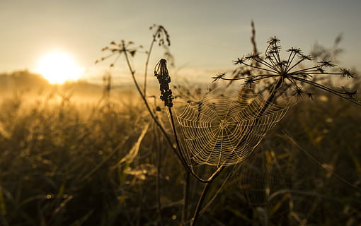 spider web on flower, switzerland, pfäffikon, strandbad auslikon HD wallpaper