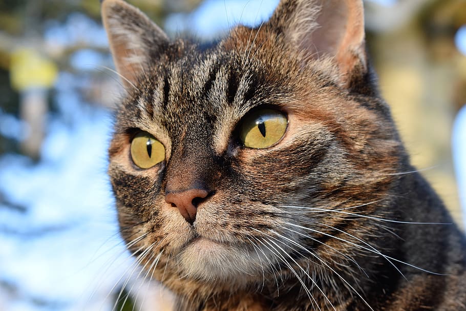 cat, mackerel, view, focused, watch, pet, domestic cat, cat face HD wallpaper