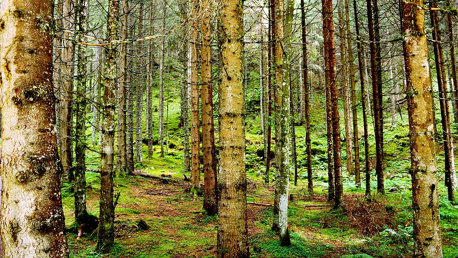 austria, schladming, forest, tree, plant, land, tree trunk HD wallpaper