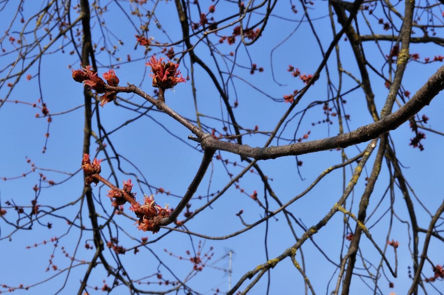 spring, nature, flowers, flora, branch, plants, leaves, blue HD wallpaper