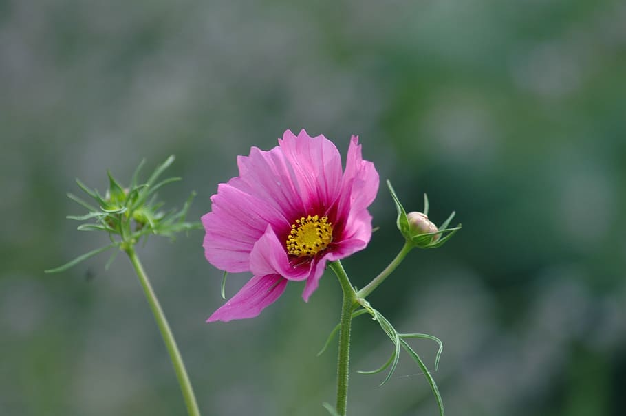 nature, flower, flora, summer, leaf, bright, garden, cosmos HD wallpaper
