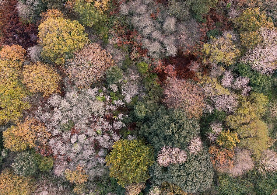 aerial view of forest, plant, full frame, growth, backgrounds HD wallpaper