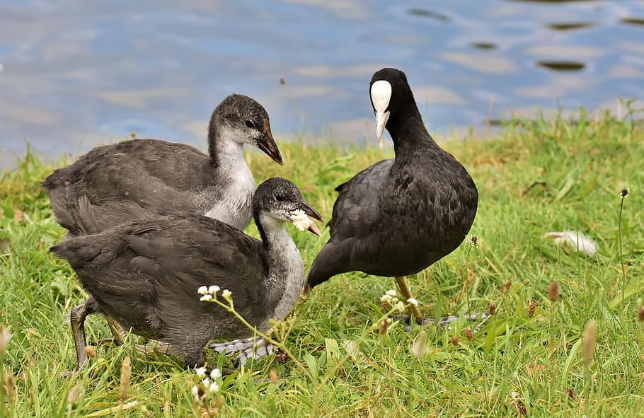 coots, chicks, waters, nature, waterfowl, young, plumage, eat HD wallpaper