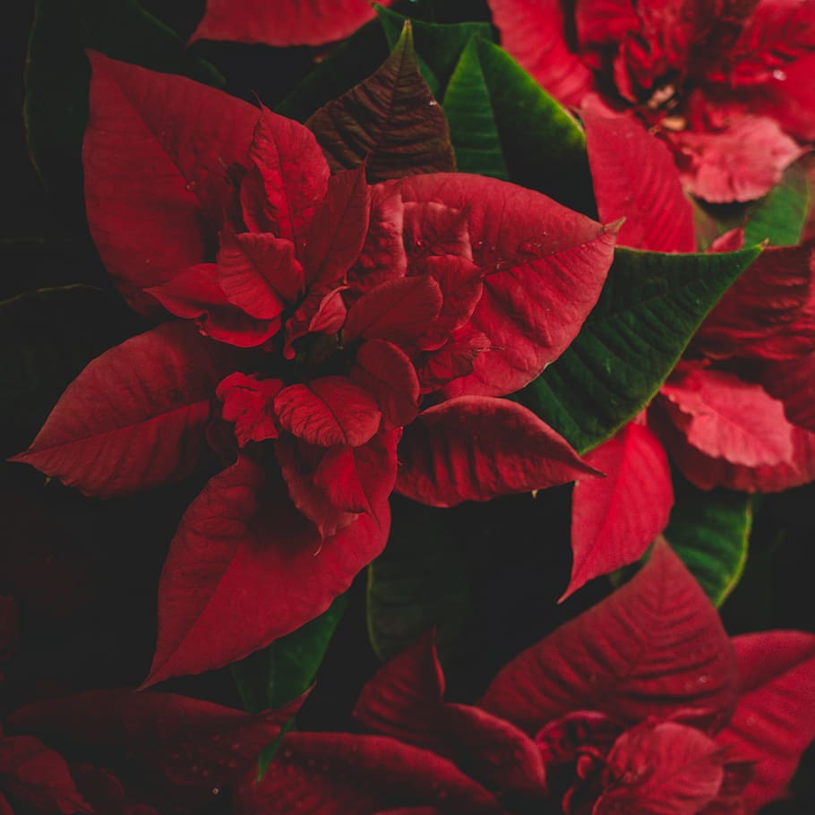 red petaled flowers, flowering plant, beauty in nature, vulnerability HD wallpaper