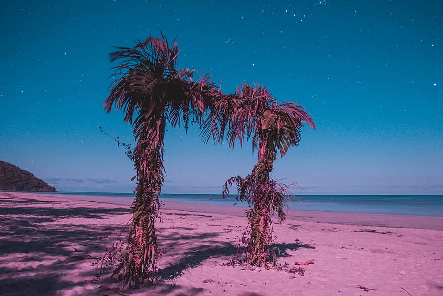 two palm trees on beach during nighttime, sky, land, water, beauty in nature