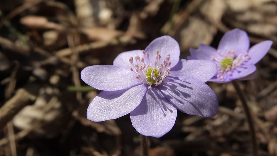 hepatica nobilis, podléška, spring flowers, purple flowers