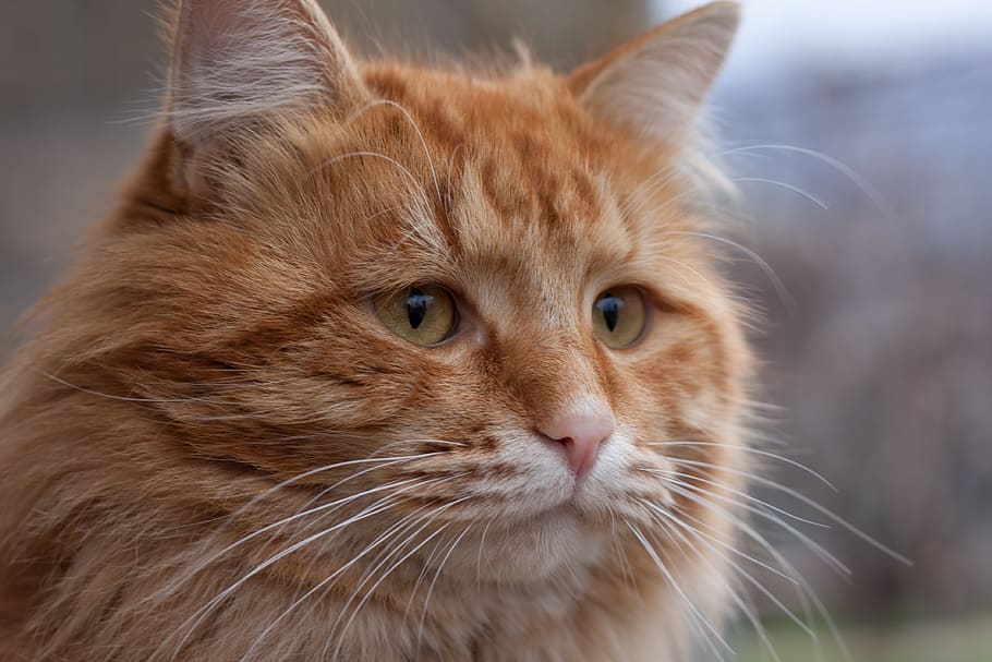 cat, ginger, red, feline, animal, pet, kitty, fur, domestic HD wallpaper