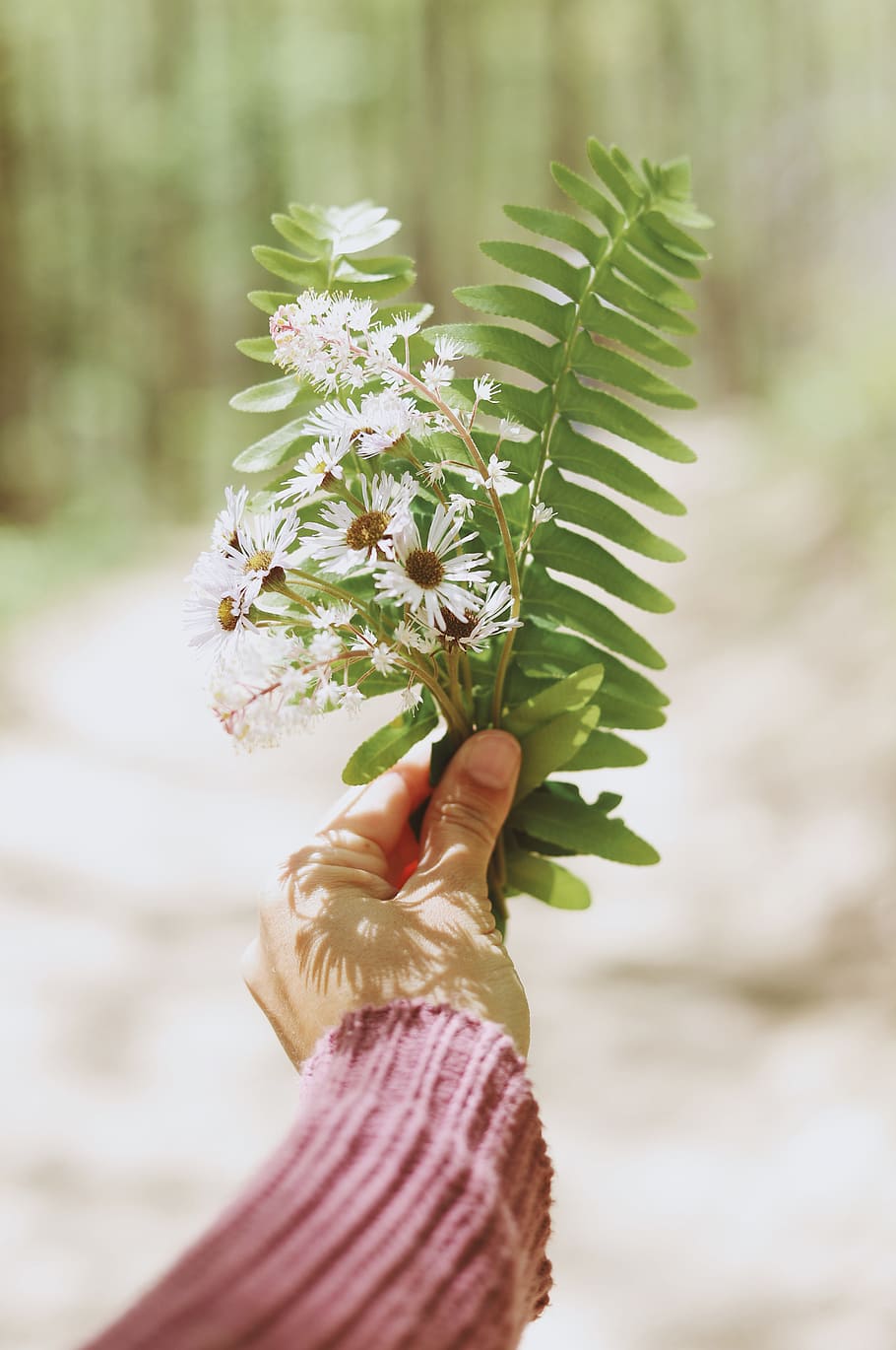 person holding white petal flowers, plant, hand, leaf, leaves HD wallpaper