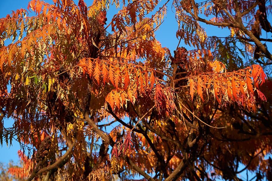 rispiger bubbles tree, koelreuteria paniculata, autumn, fall color HD wallpaper