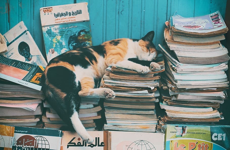 calico cat sleeping on books, morocco, chefchaouen, poster, mammal, HD wallpaper