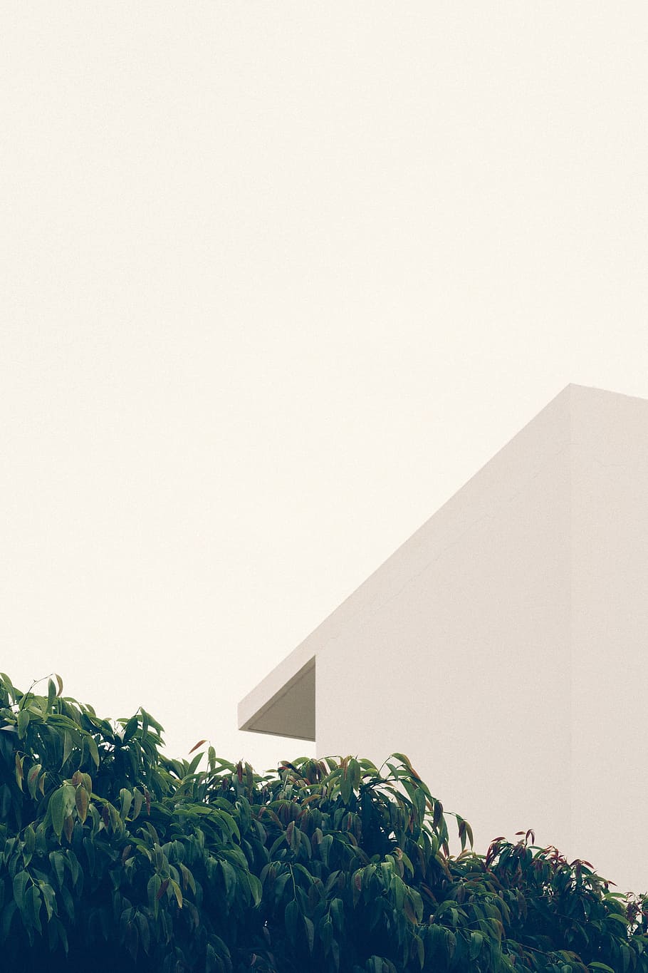 green leafed tree beside white concrete building, plant, architecture HD wallpaper