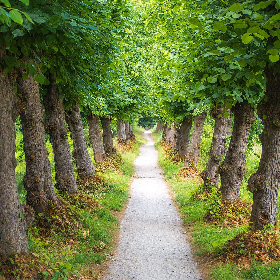 gray pathway between green leafed trees, road, kersendijkje, netherlands HD wallpaper