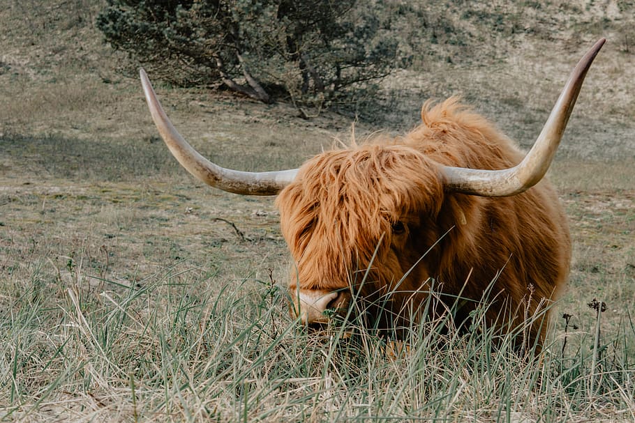 brown cow, animal themes, mammal, horned, one animal, domestic animals HD wallpaper