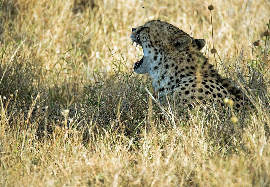 brown and black cheetah, kenya, animal, wildlife, lewa wildlife conservancy, HD wallpaper