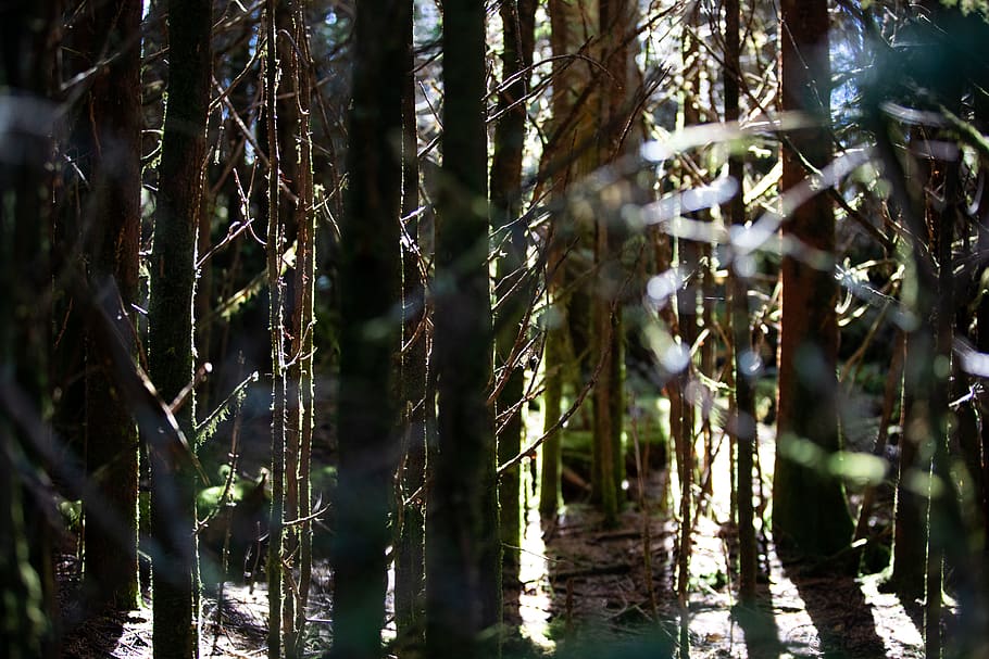 united states, mount le conte, plant, tree, forest, growth HD wallpaper