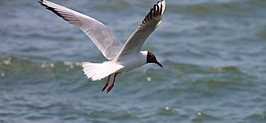 black headed gull, seagull, flight, wing, bird, animal, water bird HD wallpaper