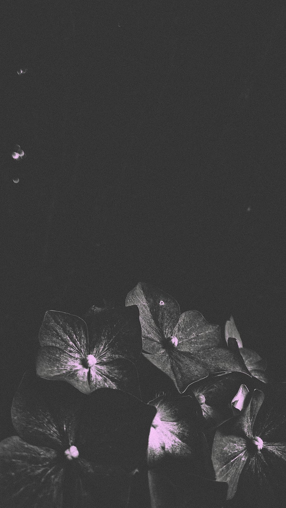 plant, flower, flowering plant, beauty in nature, freshness HD wallpaper