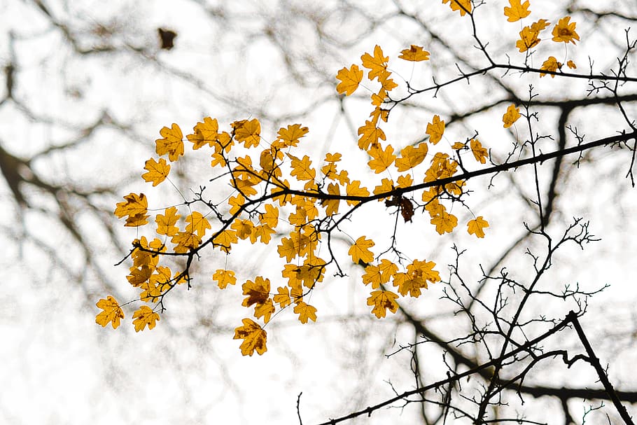 yellow, leafs, branch, tree, weather, colorful, nature, leaves HD wallpaper