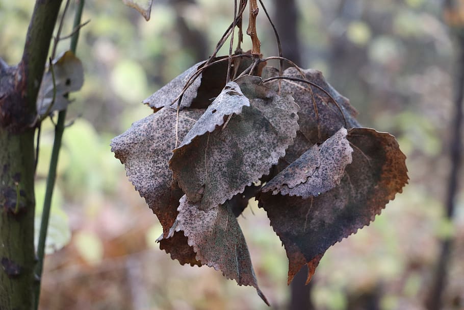 autumn, leaves, tree, nature, fall foliage, colorful, autumn colours HD wallpaper