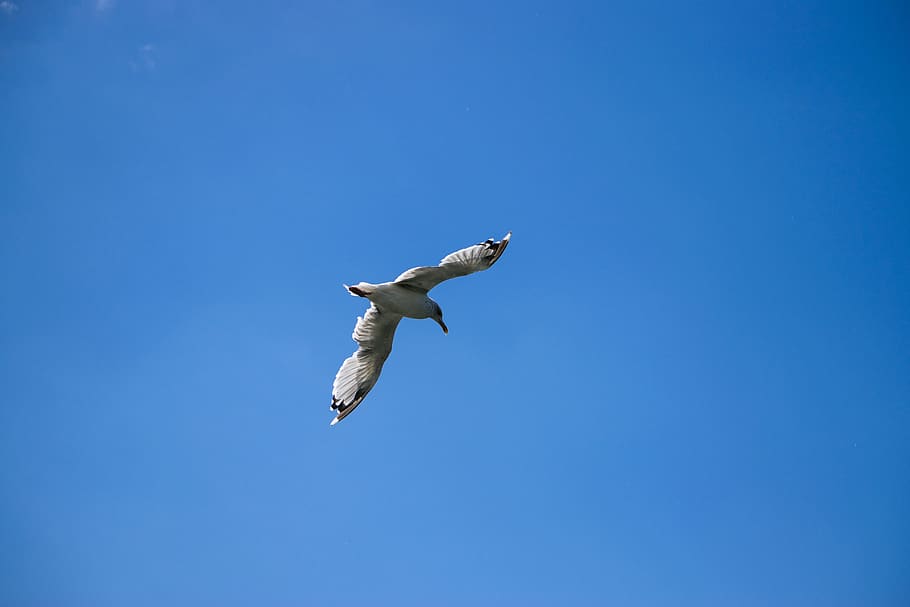 gull, sky, blue, flying, bird, animal wildlife, animal themes HD wallpaper