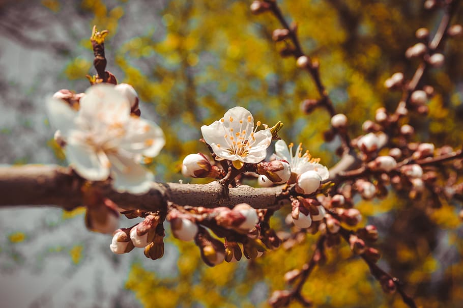 Selective Focus Photography of White Petaled Flowers, blooming HD wallpaper