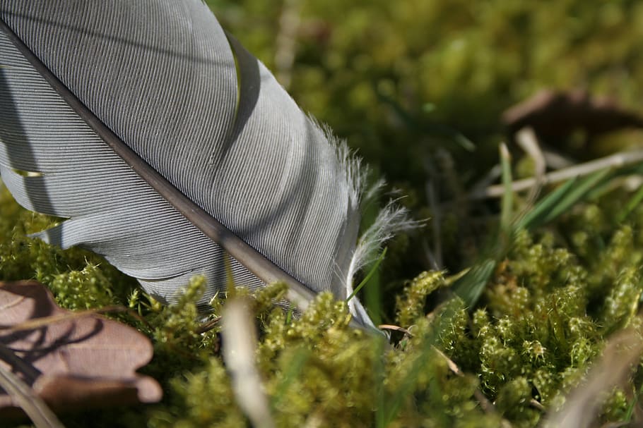 feather, moss, nature, close up, death, dead, mourning, commemorate HD wallpaper