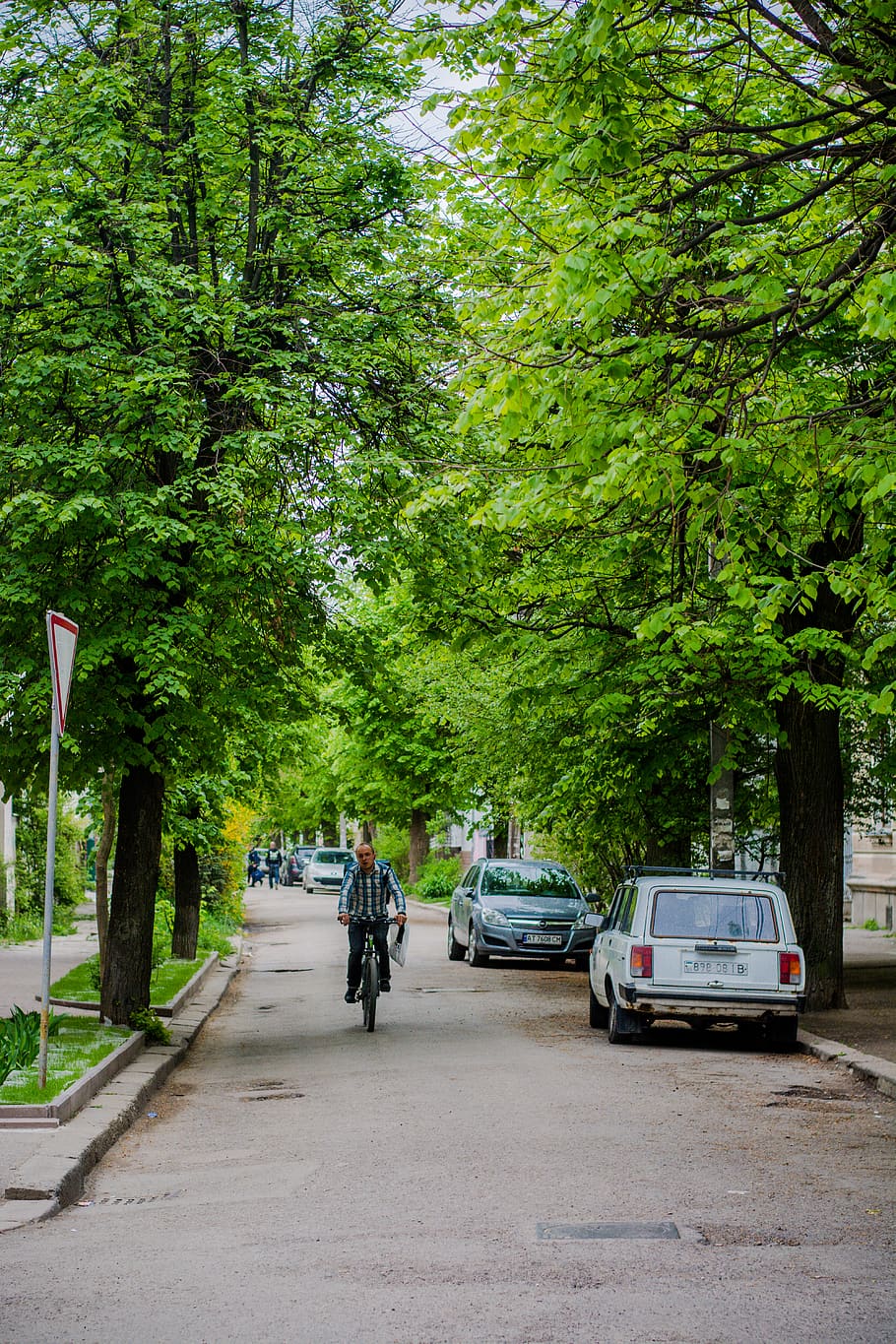 transportation, tree, plant, land vehicle, mode of transportation HD wallpaper