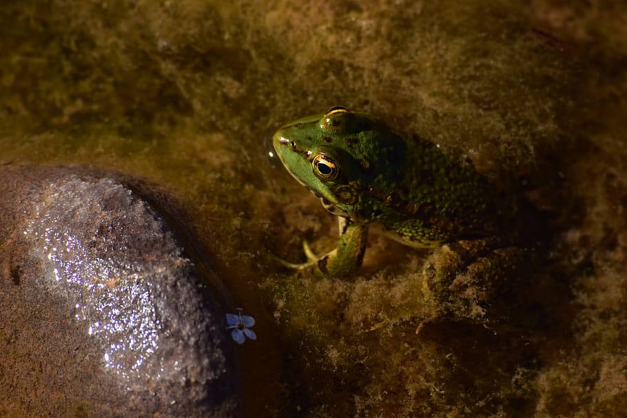 frog, oasis, morocco, desert, nature, lake, animal themes, one animal HD wallpaper