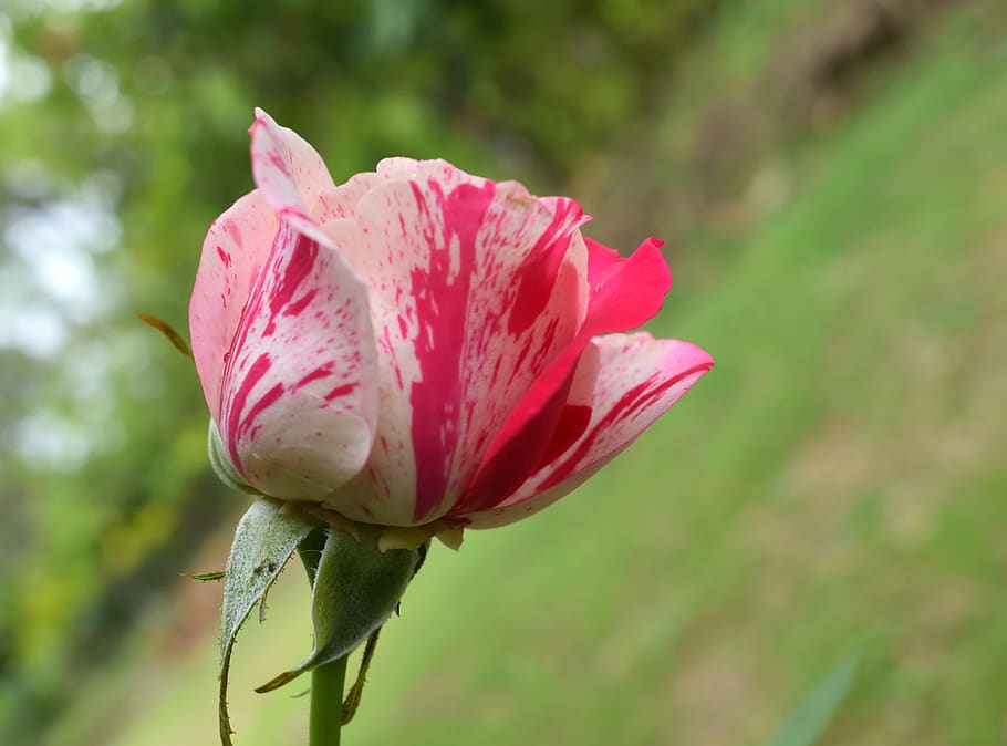 rosa, red, nature, flower, flowering plant, fragility, vulnerability HD wallpaper