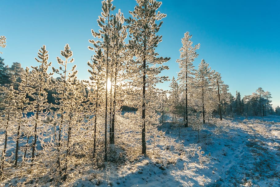 Pine Trees Field With Snow, cold, daytime, environment, zing HD wallpaper