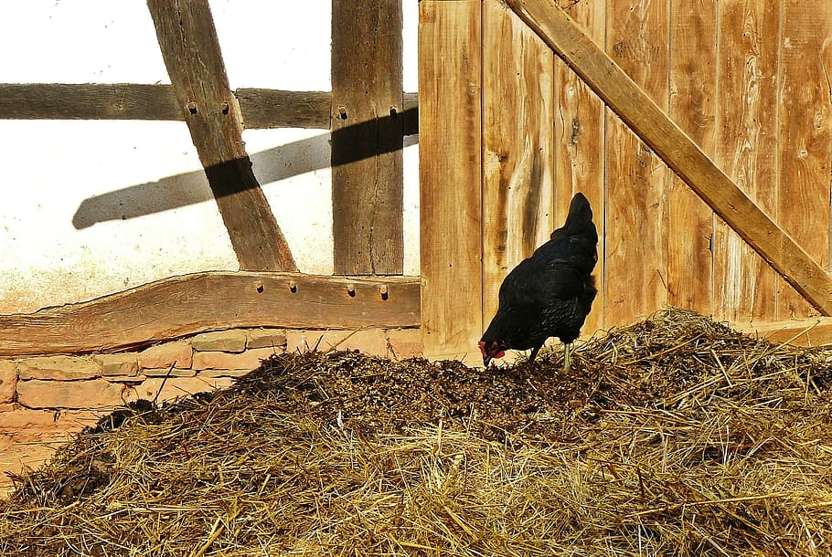 hen, chicken, animal, bird, farm, animal themes, one animal HD wallpaper