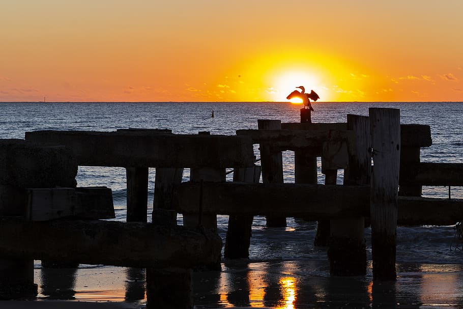 australia, jurien bay, jurien bay jetty, sunset. silhouette. shag, HD wallpaper
