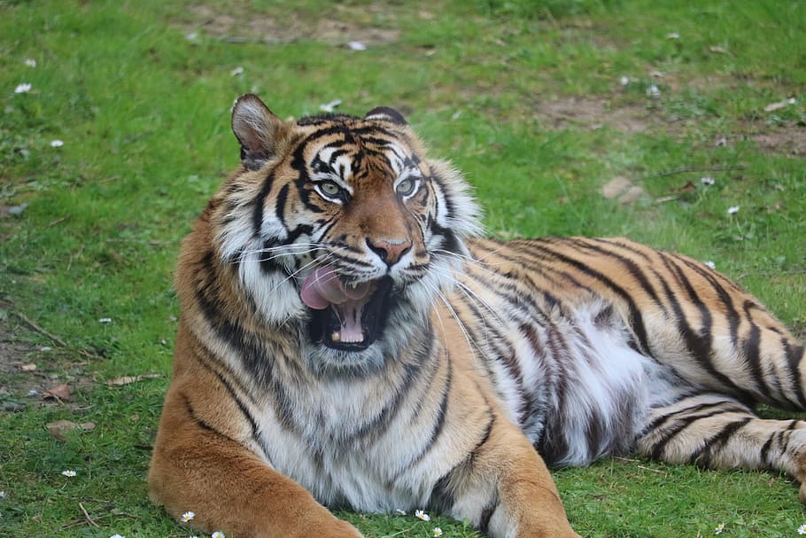 tiger, zoo, predator, nature, cat, carnivore, mammals, dangerous HD wallpaper