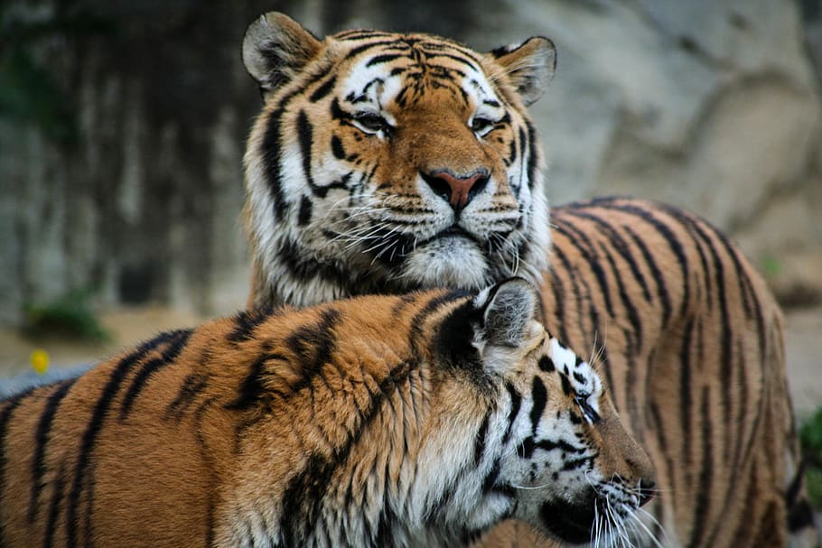 two brown-and-black tigers, animal, mammal, wildlife, head, zoo, HD wallpaper