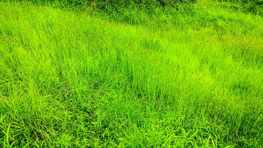 india, savar kundla, green color, plant, grass, growth, land, HD wallpaper