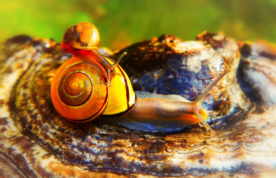 animal, animal wildlife, animal themes, animals in the wild HD wallpaper