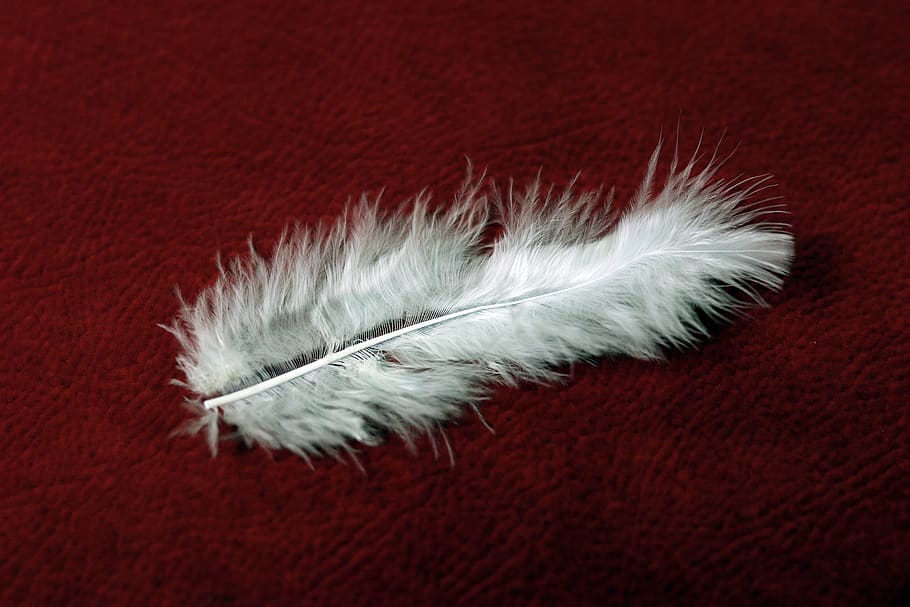 plumule, feather, white, red, white color, no people, close-up HD wallpaper
