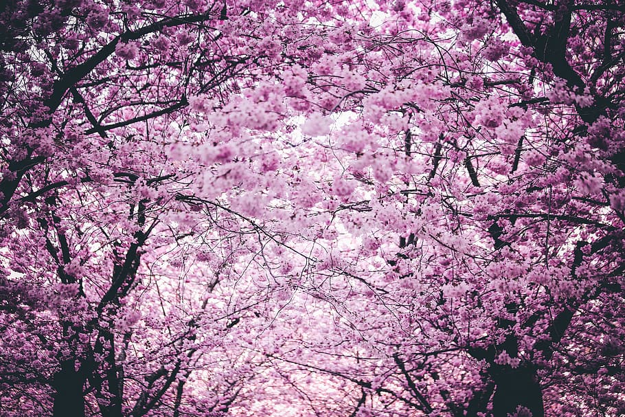 Pink Flowers On Trees, bloom, blooming, blossom, branches, cherry blossom HD wallpaper