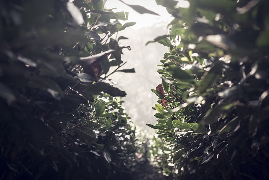 green-leafed plant, tree, vegetation, sunlight, flare, animal HD wallpaper